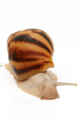 Archachatina marginataI cf. suturalis Nigeria typ 4 silver body juvenil